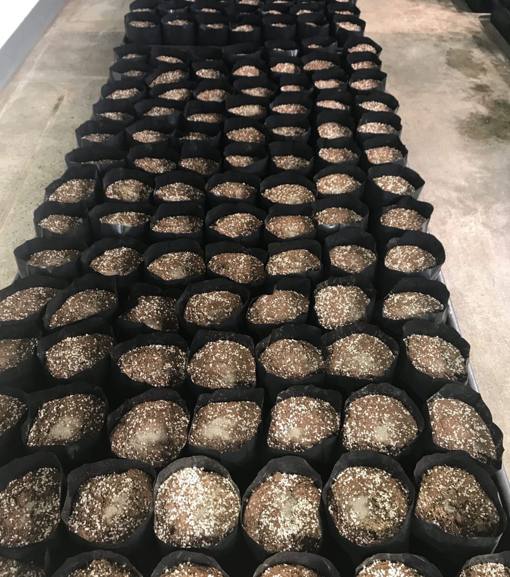 house of cultivar coco coir